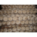 Good Quality Garlic Products Garlic Braids